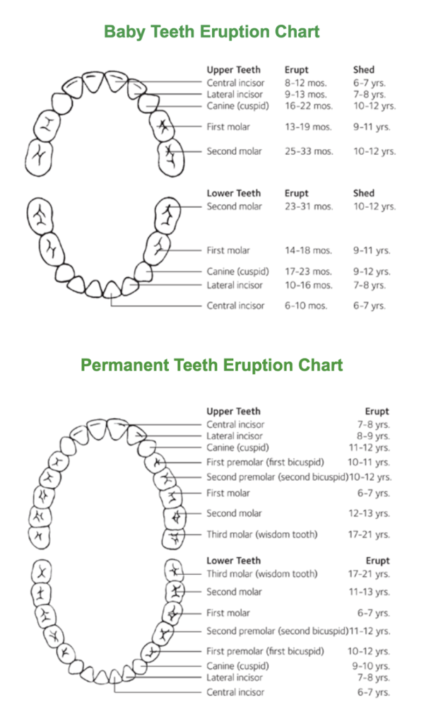Tooth Eruption: Why do we lose baby teeth?