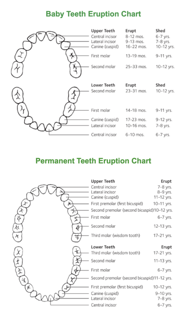 Dental Chart Of Baby Teeth