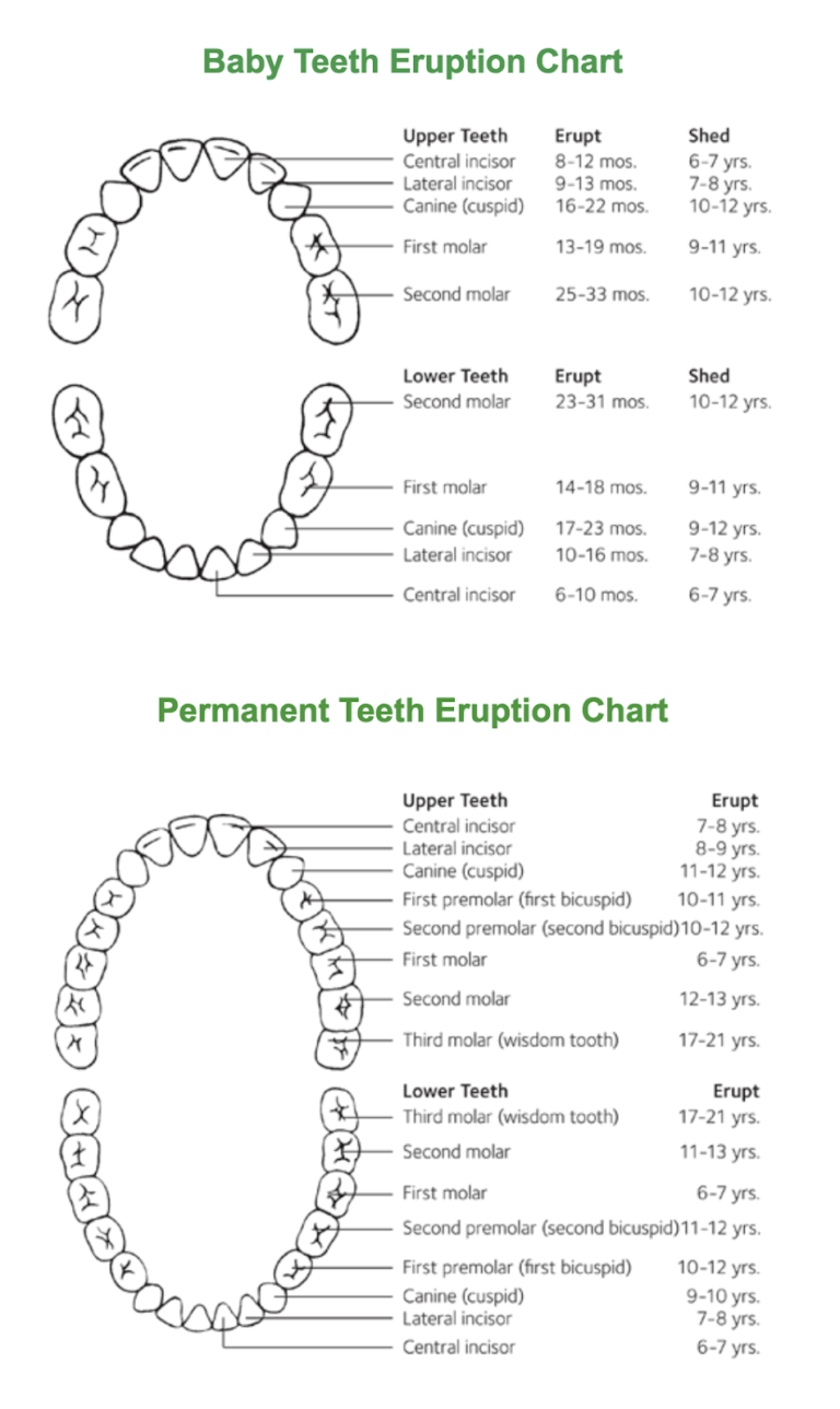 Article: Tooth Eruption: Why do we lose baby teeth?