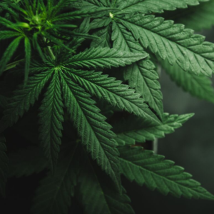 Cannabis: The Dangers of Marijuana to Your Dental Health